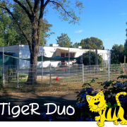 Tiger Duo